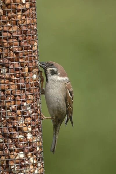 Tree Sparrow feeding from bird feeder