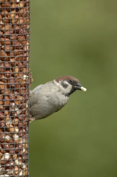Framed Print : Tree Sparrow feeding from bird feeder Framed Print : Tree Sparrow feeding from bird feeder