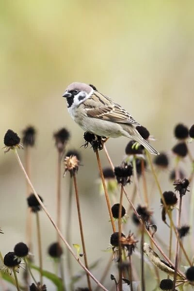 Tree Sparrow - feeding on flower seedheads in autumn, Lower Saxony, Germany