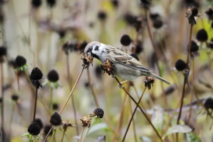 Framed Print : Tree Sparrow - feeding on flower seedheads in autumn, Lower Saxony, Germany Framed Print : Tree Sparrow - feeding on flower seedheads in autumn, Lower Saxony, Germany