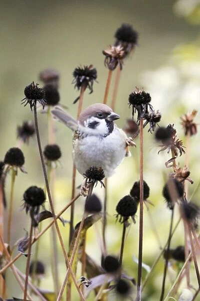 Tree Sparrow - feeding on flower seedheads in autumn, Lower Saxony, Germany