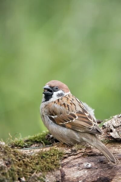 Tree Sparrow - feeding - UK