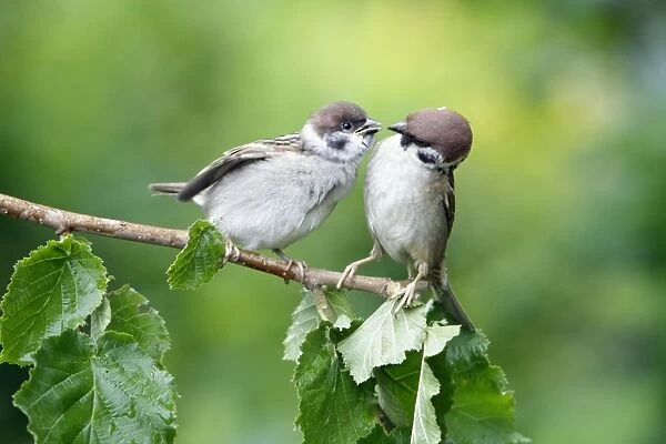 Tree Sparrow - fledgeling being fed by adult - Lower Saxony - Germany