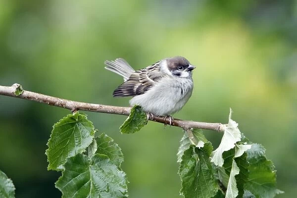Tree Sparrow - fledgeling perched on branch - Lower Saxony - Germany