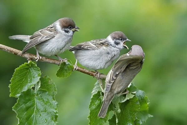 Tree Sparrow - two fledgelings begging for food from adult - Lower Saxony - Germany