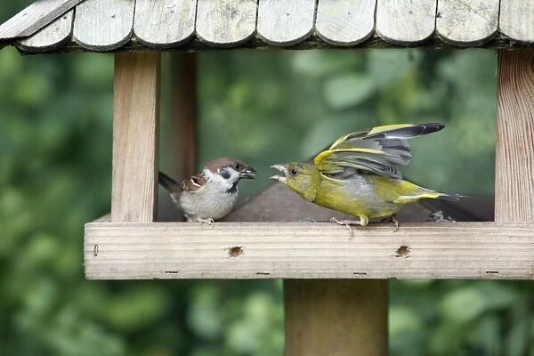 Tree Sparrow and Greenfinch - (Carduelis chloris) - fighting over food at bird feeding station - Lower Saxony - Germany