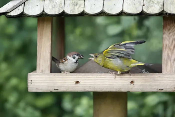 Framed Print : Tree Sparrow and Greenfinch - (Carduelis chloris) - fighting over food at bird feeding station - Lower Saxony - Germany Framed Print : Tree Sparrow and Greenfinch - (Carduelis chloris) - fighting over food at bird feeding station - Lower Saxony - Germany