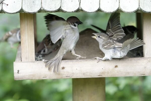 Tree Sparrow and House Sparrow (Passer domesticus) squabbling at feeding station - Lower Saxony - Germany