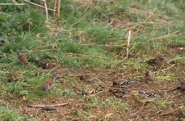 Tree Sparrow - mixed flock