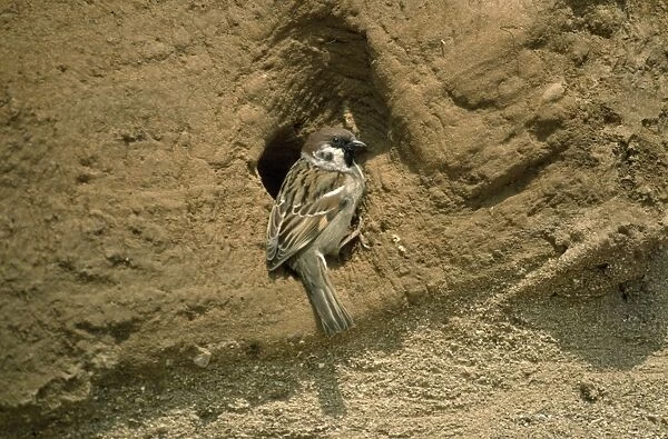 Tree Sparrow - at nest