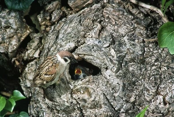 Tree Sparrow - at nest in tree feeding young