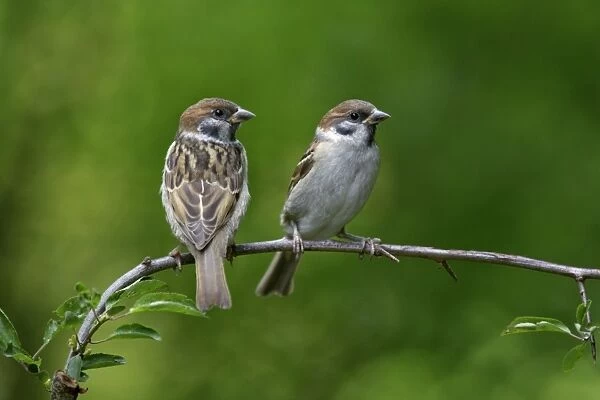 Tree Sparrow - pair on branch, Lower Saxony, Germany