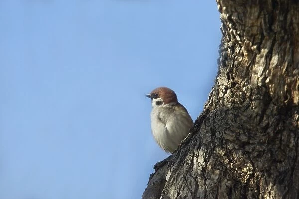 Tree Sparrow Passer montanus Extramadura, Spain BI009547
