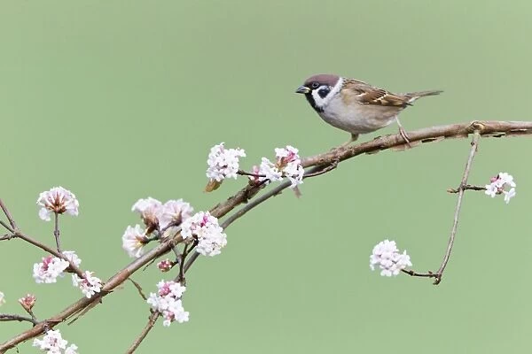 Tree sparrow - perched on flowering Viburnum bush - in garden - Lower Saxony - Germany
