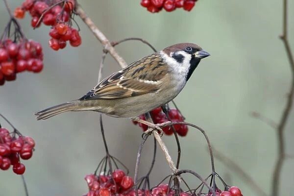 Tree Sparrow - Perched on Guelder Rose bush in garden, winter-time. Lower Saxony, Germany