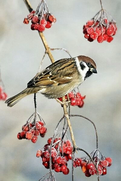 Tree Sparrow - Perched on Guelder Rose bush in garden, winter-time. Lower Saxony, Germany. Watercolour effect
