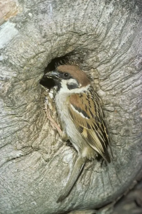 Framed Print : Tree Sparrow RTS 481 © Robert T. Smith / ardea. com Framed Print : Tree Sparrow RTS 481 © Robert T. Smith / ardea. com
