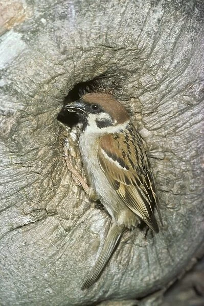 Tree Sparrow RTS 481 © Robert T. Smith  /  ardea. com