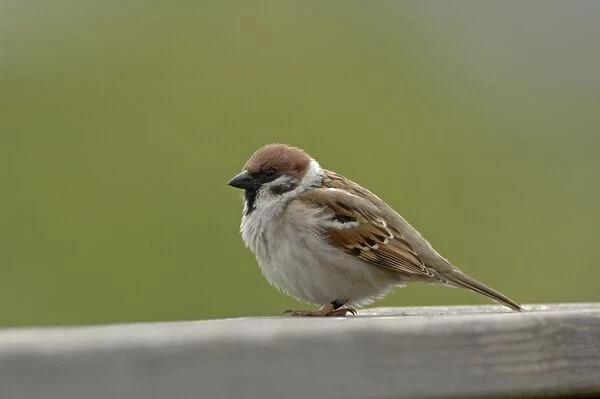 Tree Sparrow sitting on bench