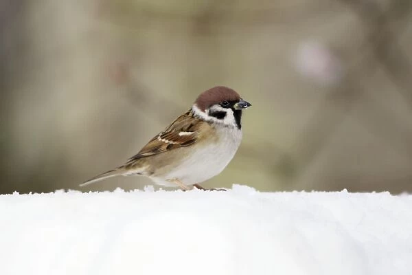 Tree Sparrow - In snow, Lower Saxony, Germany