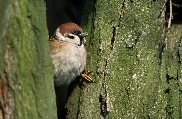 Tree Sparrow in tree Belgium