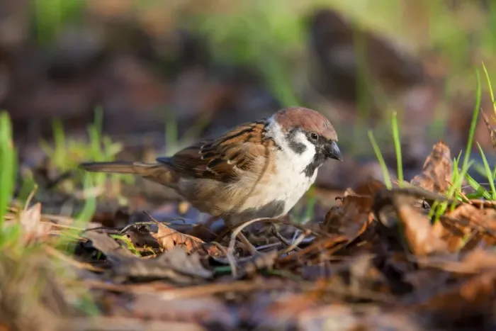 Framed Print : Tree Sparrow - UK Framed Print : Tree Sparrow - UK