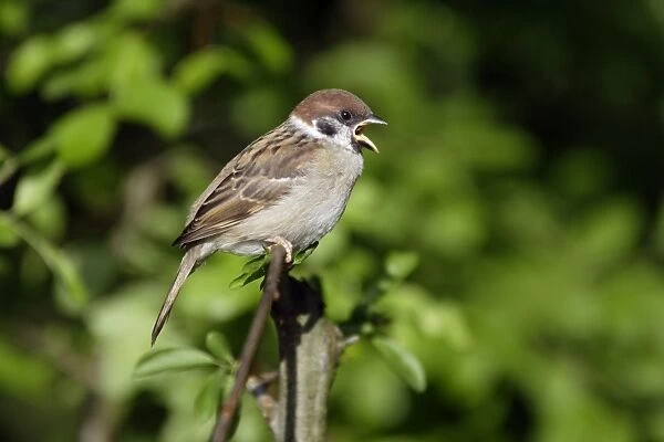 Tree Sparrow - young bird calling, Lower Saxony, Germany
