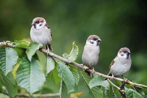 Tree Sparrows - 3 young birds perched on cherry tree branch, Lower Saxony, Germany