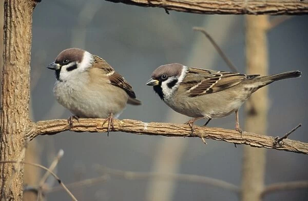 Tree Sparrows - pair resting