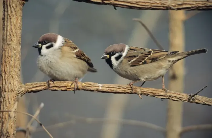 Framed Print : Tree Sparrows - pair resting Framed Print : Tree Sparrows - pair resting