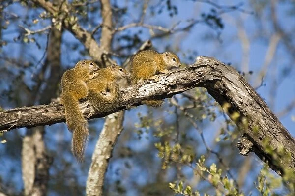 Tree Squirrels - group basking in early morning sun on tree branch - Biyamiti, Kruger National Park, South Africa