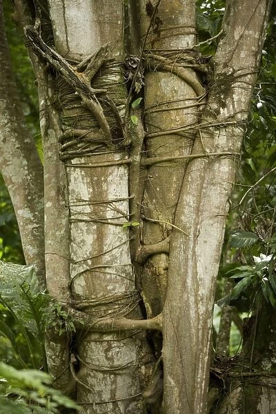 Tree with strangler fig - Rainforest - Guatemala
