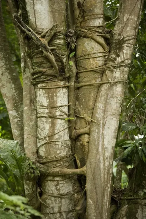 Framed Print : Tree with strangler fig - Rainforest - Guatemala Framed Print : Tree with strangler fig - Rainforest - Guatemala