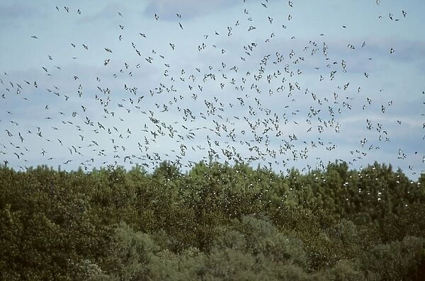 Tree Swallow - Migrating Flock Chincoteague NWR, Virginia, USA BI006895