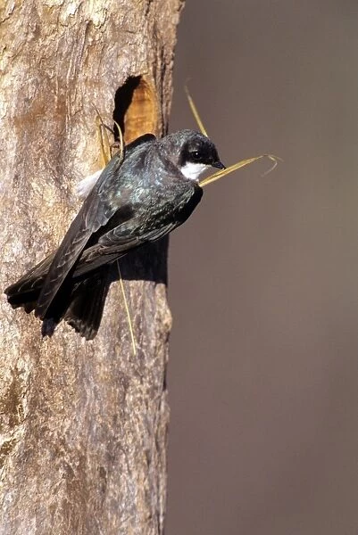 Tree Swallow - nestbuilding