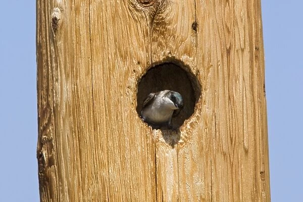 Tree Swallow, Tachycineta bicolor nesting in woodpecker cavity in telephone pole. Washington in July