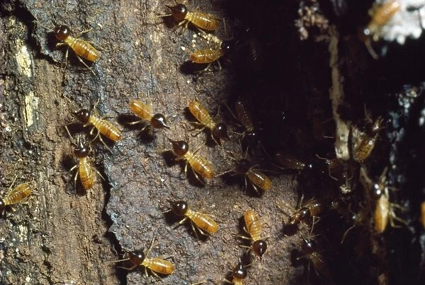 Tree Termite - Australia