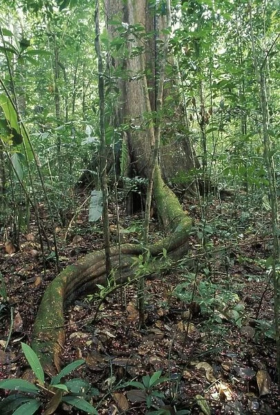 Tree Trunk - in forest showing buttress root French Guyana