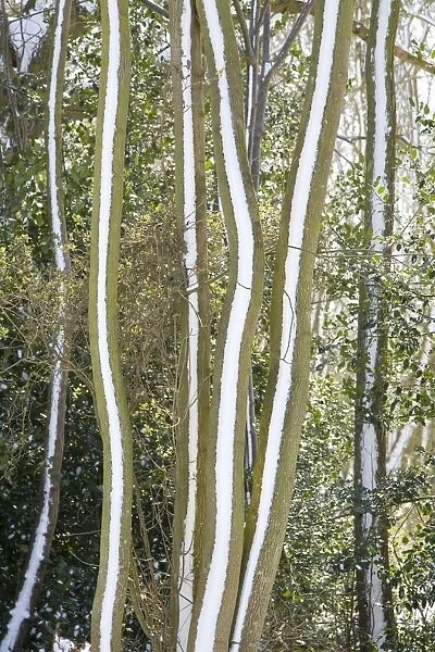 Tree trunks - covered in snow. Norfolk - UK