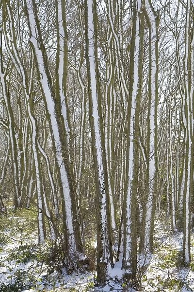 Tree trunks - covered in snow. Norfolk - UK
