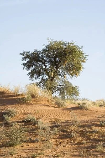 Tree on typical Kalahari Dune - Kalahari Desert - Kgalagadi National Park - South Africa