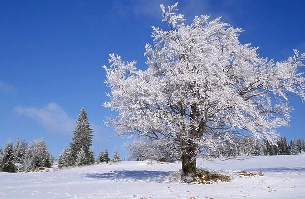 Tree - in winter snow. 80053224