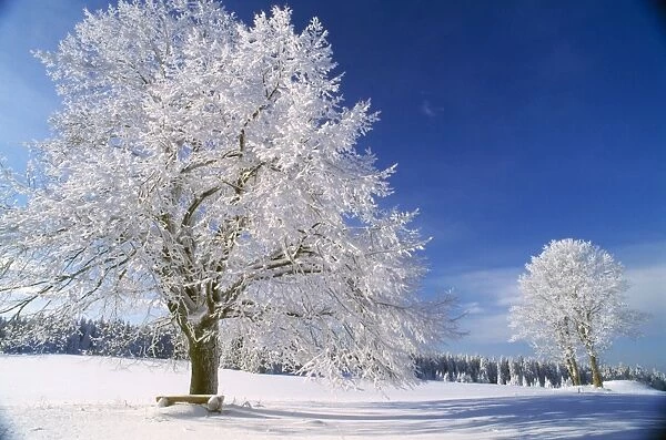 Tree - in winter snow & frost. 80053225