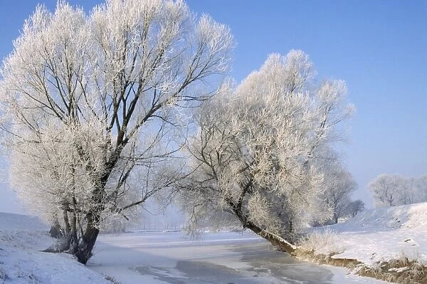 Tree - in winter snow near river 80053221
