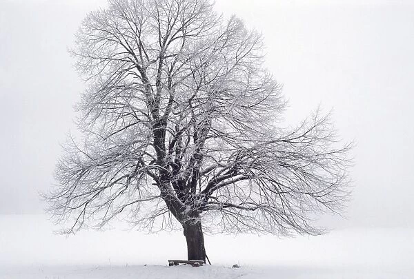 Tree - in winter snow. Šumava region in the Czech Republic
