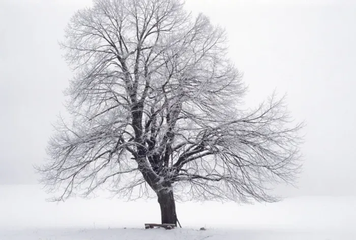 Framed Print : Tree - in winter snow. Šumava region in the Czech Republic Framed Print : Tree - in winter snow. Šumava region in the Czech Republic