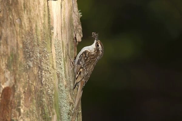 Treecreeper - with a beak full of insects