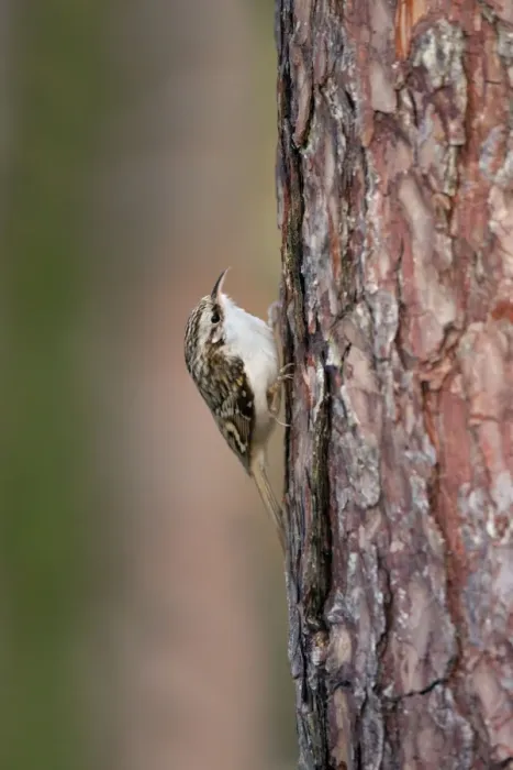 Framed Print : Treecreeper - Cornwall - UK Framed Print : Treecreeper - Cornwall - UK