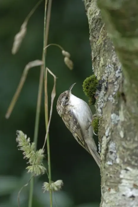 Framed Print : Treecreeper - on tree trunk Framed Print : Treecreeper - on tree trunk