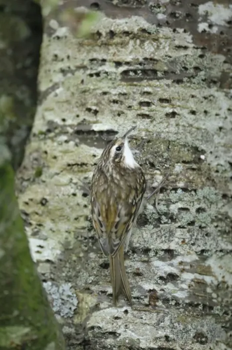 Framed Print : Treecreeper - on tree trunk Framed Print : Treecreeper - on tree trunk